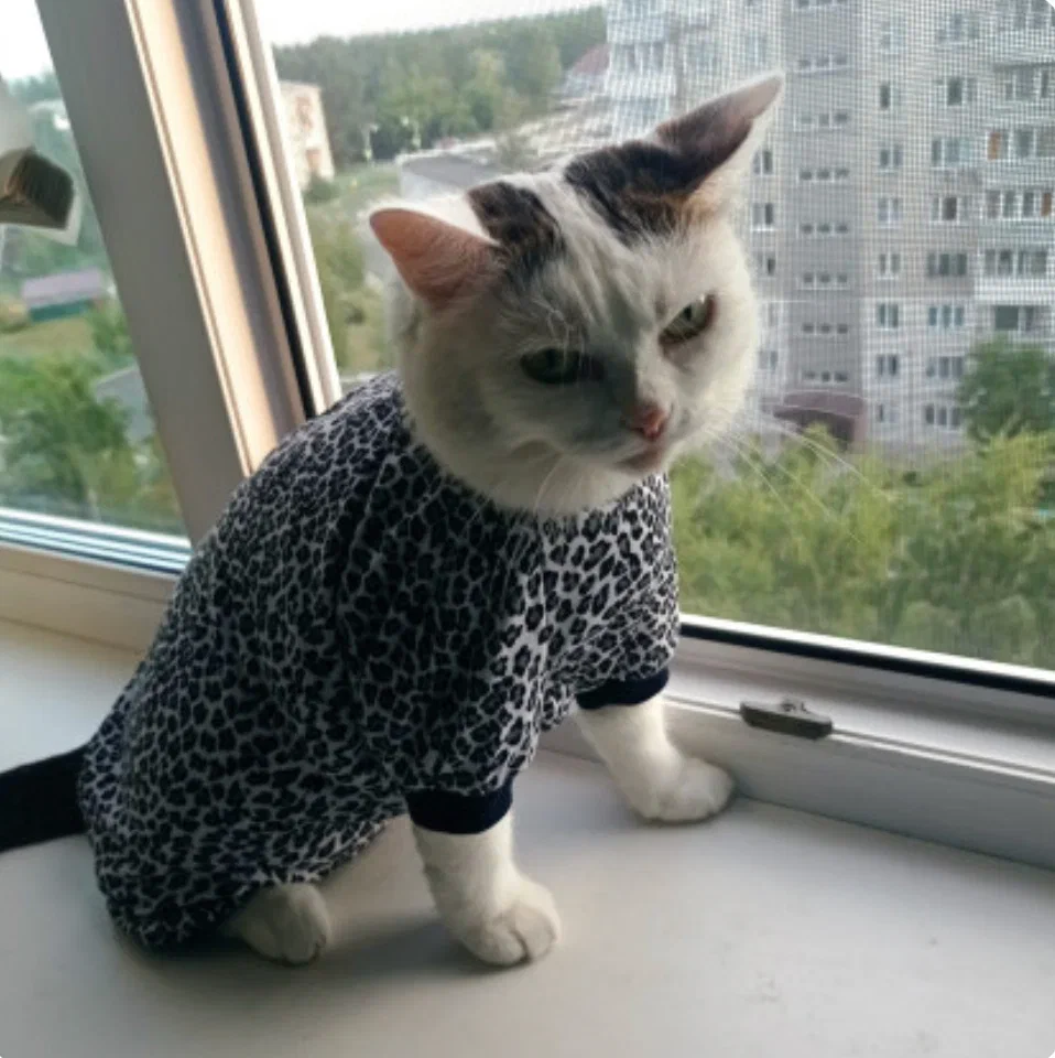 Фото В Новосибирске опубликованы кадры самых смешных котиков 6 - Сиб.ФМ Фото В Новосибирске опубликованы кадры самых смешных котиков 6